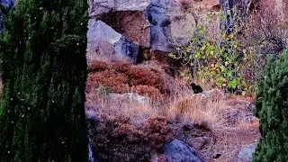 ''&Iota;&Phi;&Iota;&Gamma;&Epsilon;&Nu;&Epsilon;&Iota;&Alpha;