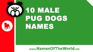 10 male pug dog names - the best pet names - www.namesoftheworld.net