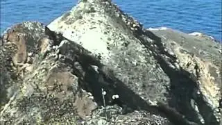 West End / 11.23.2013 / Two eagles flew from the large peak, K01 and K87 lands on the nest.