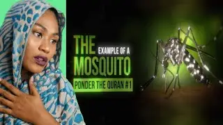 The example of the Mosquito | Reaction