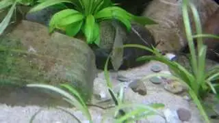 Crenicara punctulatum behaviour