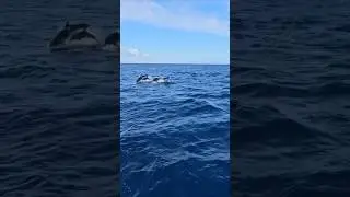 Fuerteventura Dolphin Tour. #dolphins #tour #fuerteventura