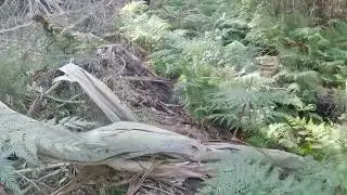 search for genowlan canyon and land of the stone dragon, mugii murum-ban nsw