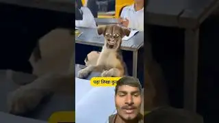 पढ़ा लिखा कुता #funny #comedy #thetharpuns #shilpisaroja