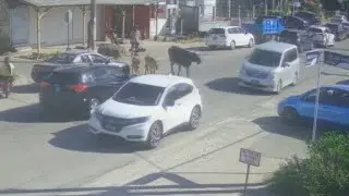 Cow Heist Gone Wrong! Dog Food Thief Caught on Camera 🤣