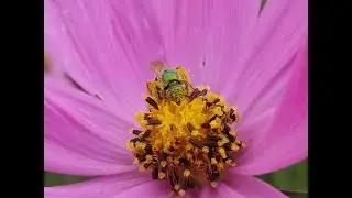 What&rsquo;s the Buzz? Supporting & Monitoring Pollinators in New Mexico Habitats and Gardens