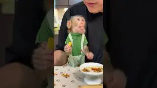 Make pizza with BiBi P2 | Curious Monkey Family's Daily
