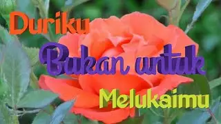 Filosofi bunga Mawar dalam kehidupan dan dalam Islam