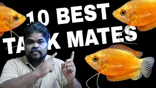 10 Best Tank Mates For Honey Gourami