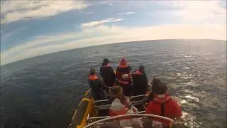 Wild Atlantic Way whale & dolphin watching video
