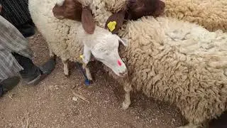 مباشرة من ايتزر إقليم ميدلت :  أجي نشوفوا اجواء سوق الماشية وحال داير حولي العيد .