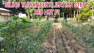 SILING TAIWAN FERTILIZATION STEP 5