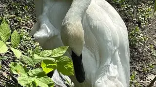 Detroit Zoo - The complete tour! #detroitzoo #puremichigan #detroitzoo 