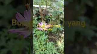 Bunga kenikir #kenikir #herbal #bungakenikir