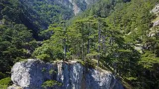 Crimean Sub-mediterranean Forest complex of Russia (4k drone video)