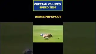cheetah vs hippo speed test