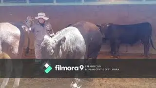 Ganadería en Puno