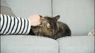 Aggressive untamed cat bites the owner's hand.