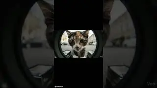 Trust takes time#CatBehavior #RealMoments #cat #relax