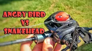 Snakehead Fishing Challenge Using Ultralight Tackle Angry Bird Frog Lure Tsurinoya Dark Wolf BFS