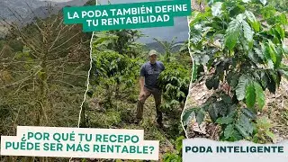 ¿Por qué el recepo no responde aunque fertilizás? #PodaInteligente #coffee