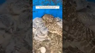 Owl baby rescue story❤️#owl #birds #wildlife #animals #nature #shortvideo #animalshorts #shots #pets