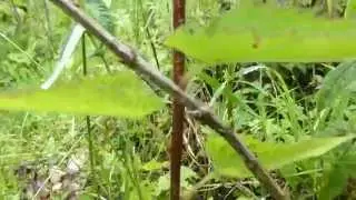 Nesselbl&auml;ttrige Glockenblume