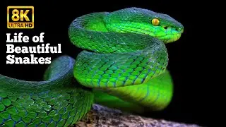 Snakes 4K - A Beautiful Creature on Earth - Nature Relaxation Film - Meditation Relaxing Music