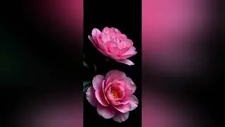 Best flower pic for dp & wallpaper 