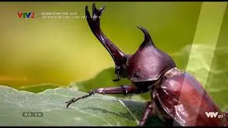 [VTVLIFE - THẾ GIỚI ĐỘNG VẬT] - Bọ hung t&ecirc; gi&aacute;c