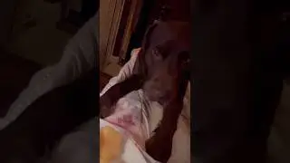 Можно ли собакам Дыню ? Вот ответ ! #собакаест #фрукты #собака #dog