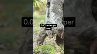 Top 3 Slowest Animal's in the World | Yagami Facts #shorts #top3fact #animalfacts