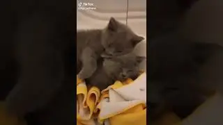😂😃🐱🐈 arme caso