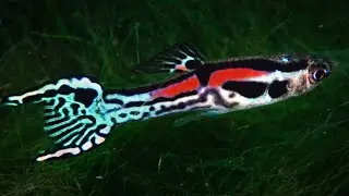 Red Line Snakeskin Endler by Paco Mora (Purple Body Mutation) ᴴᴰ