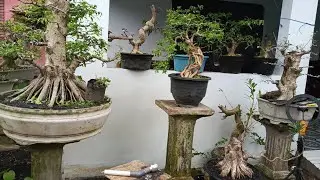 GEBYAR NOTA SEPESIAL BAHAN PROSPEK 👍ADM 085334527859 #BONSAI #caraperawatanbonsai #hobybonsai 