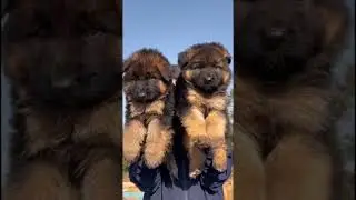 👣 German Shepherd available meal and Female  #puppy #germanshepherd #pets #youtubeshorts ￼