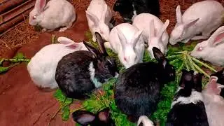 Cute bunny rabbit eating grass 