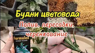 Будни цветовода |Полив, пересадки, черенкование 