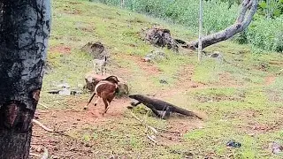 Komodo chaesing Goat 