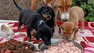 Feeding Rescue Street Dog and Her Puppies 🐶💔 | Homeless & Starving Family Saved