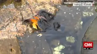 octopus vs crab