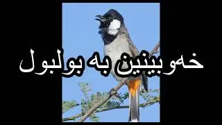 خەوبینین بە بولبول