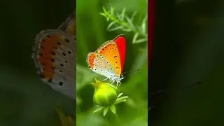 Colorful Butterflies