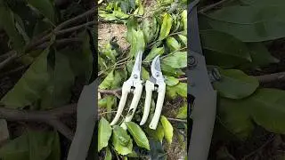 #branch pruning scissors #pruning shears #garden tools #kitchenknife #shorts #youtube #trending