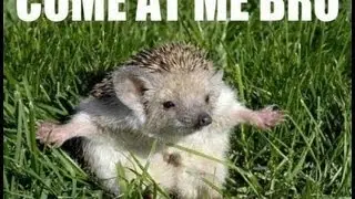 COME AT ME BRO (ANTI CLIMAX SCARE)