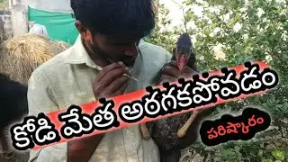 chicken indigestion problem | solution #softwareagricultre