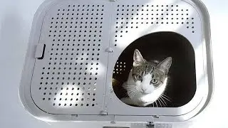 Extra Large Modkat Litter Box for Big Cats | Modkat XL Litter Box 2/13/2021 1:37