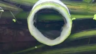 Ancistrus fry eating zucchini