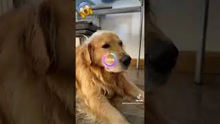 OMG! The AI knows Sam is a Killer 😱 #Goldenretriever #Dog #Goldie #Sweetpaw #Warrior #AI #Anime