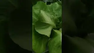 Cantiknya Selada Butterhead